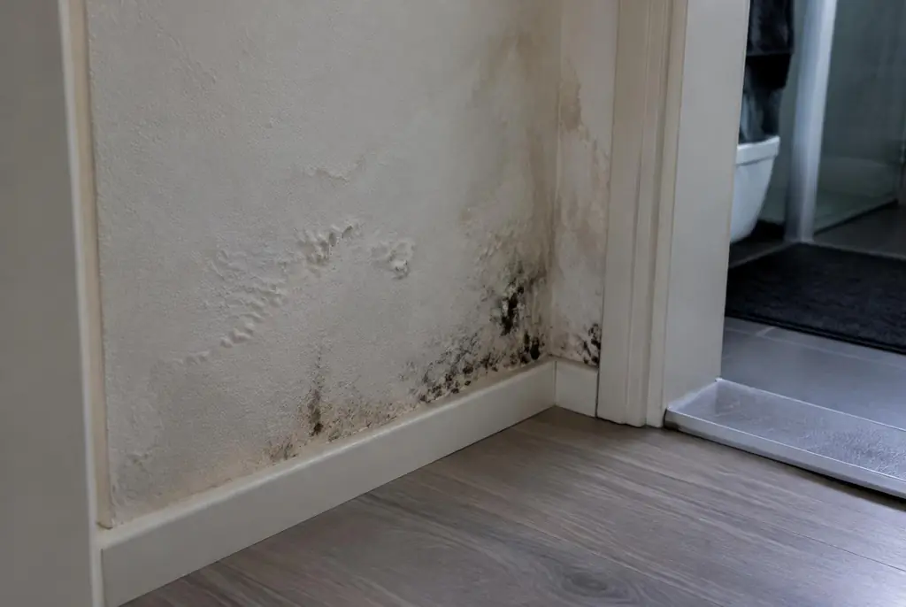 Lekdetectie Zaltbommel – vochtplek met schimmel op een muur